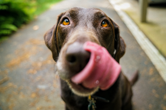 Is Synthetic Grass Dog Friendly?