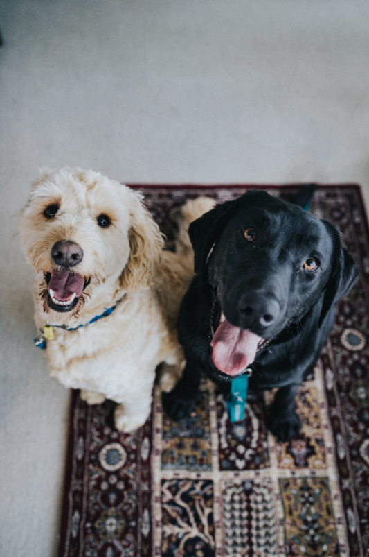Flooring Your Home For Pets